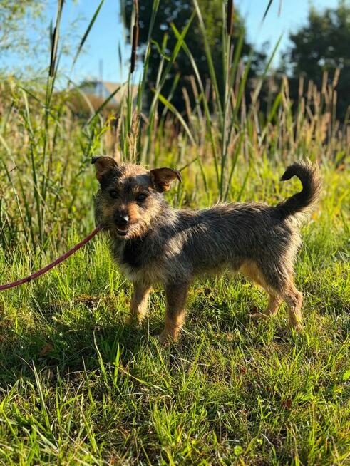 Jeżyk malutki młodziutki w typ.Terriera do adopcji Bełchatów