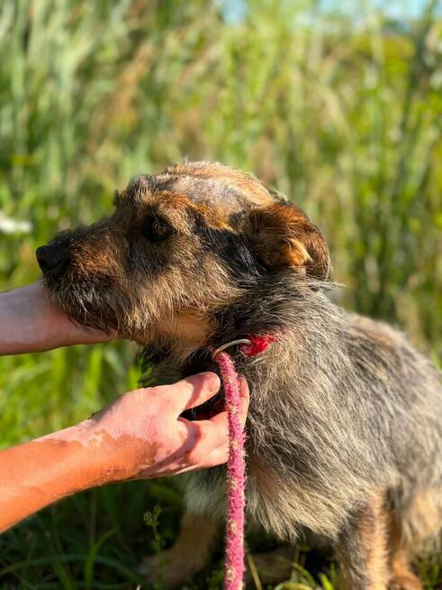 Jeżyk malutki młodziutki w typ.Terriera do adopcji Bełchatów