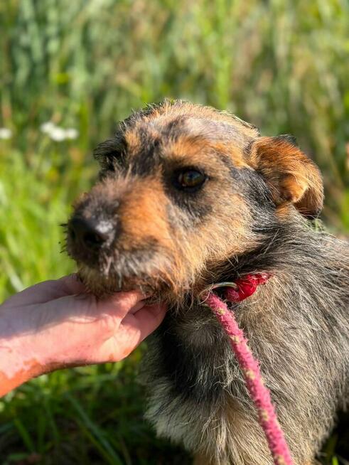 Jeżyk malutki młodziutki w typ.Terriera do adopcji Bełchatów