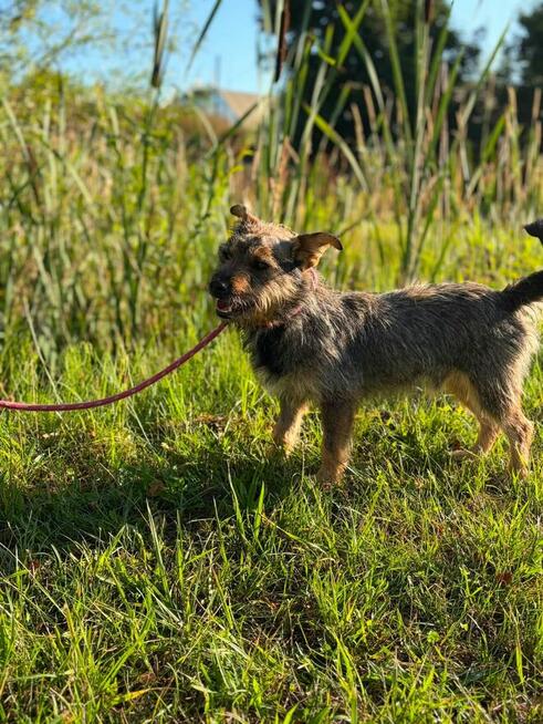 Jeżyk malutki młodziutki w typ.Terriera do adopcji Bełchatów