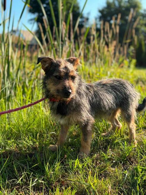 Jeżyk malutki młodziutki w typ.Terriera do adopcji Bełchatów