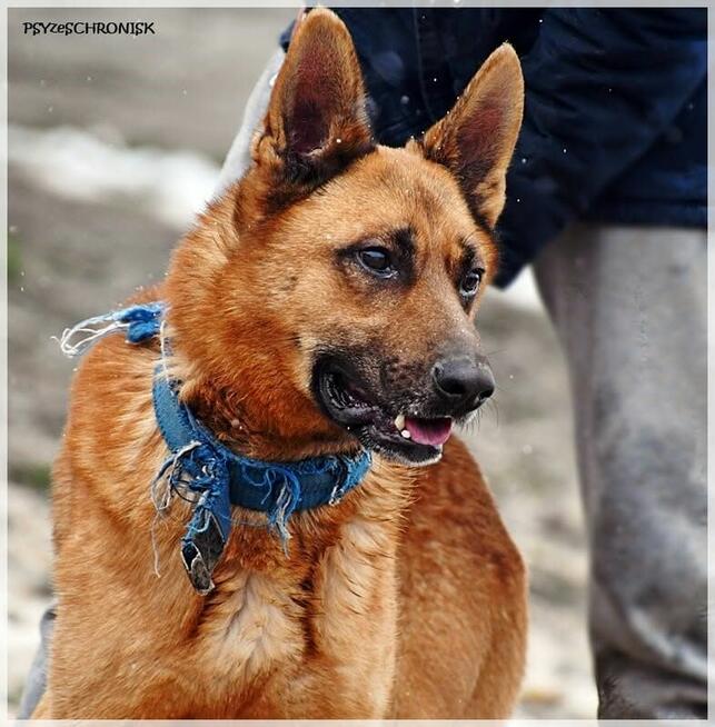 Loki – aktywny psiak w typie ON /szuka domu bez innych psów