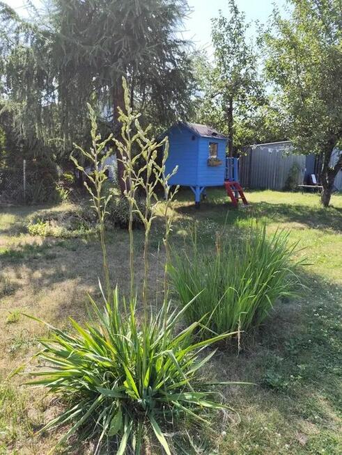 Działka ROD Pogodny w Kaliszu — 500 m², idealna dla rodziny