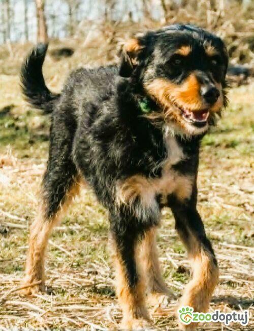 TUSZEK - super psiak w typie terriera szuka domu