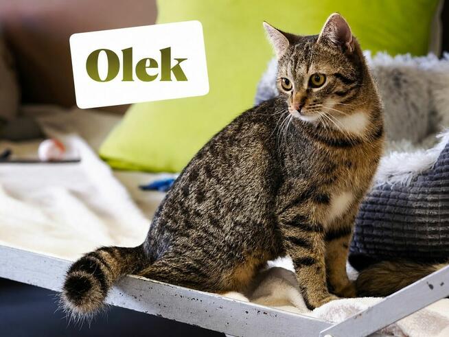 Maja i Olek dwa urocze podrostki szukają domu