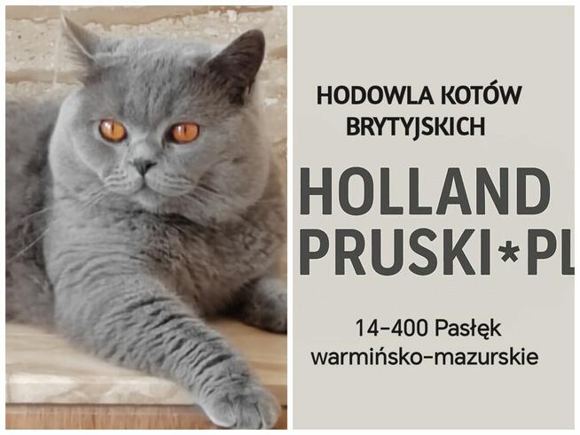 Kocurek brytyjski, odbiór koniec września, można rezerwować