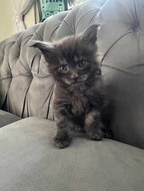 Ares kocurek Maine Coon