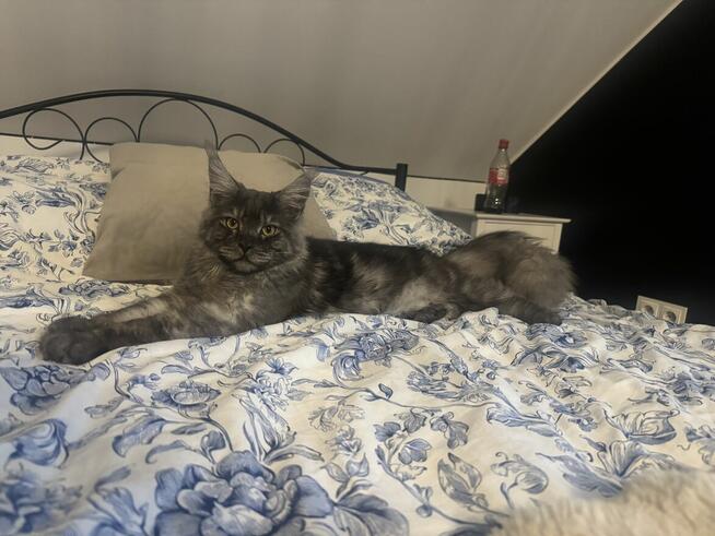 Ares kocurek Maine Coon