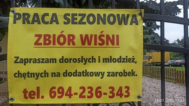 Praca sezonowa - zbiór wiśni