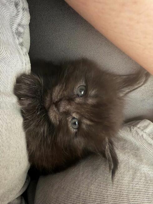 Ares kocurek Maine Coon
