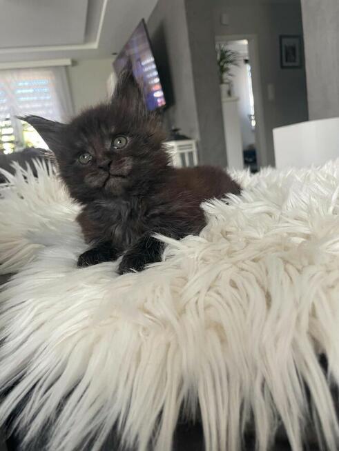 Ares kocurek Maine Coon