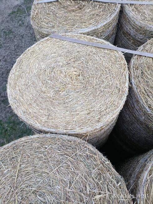 Słoma w belach z pola. 500 szt