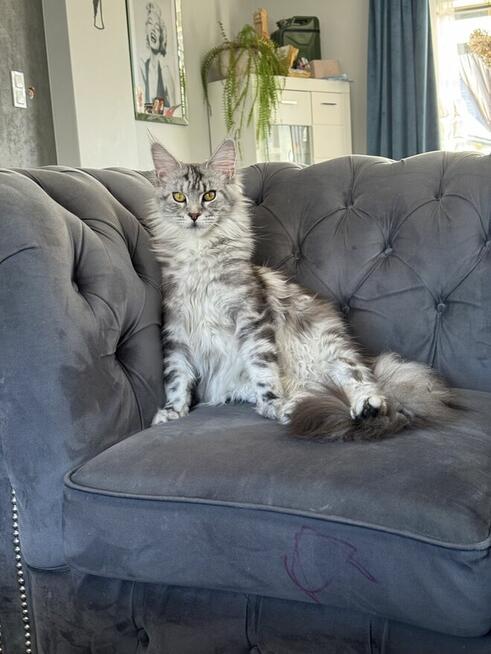 Ares kocurek Maine Coon