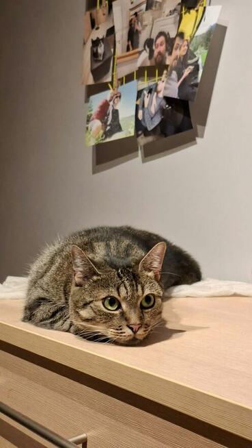 Cudna Cukinia szuka domu