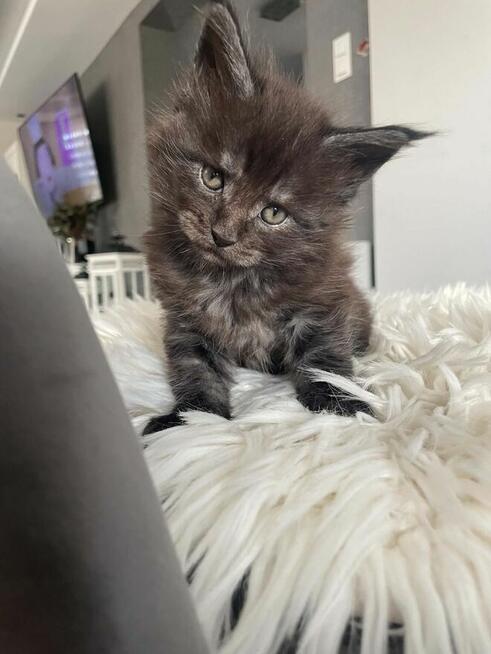 Ares kocurek Maine Coon