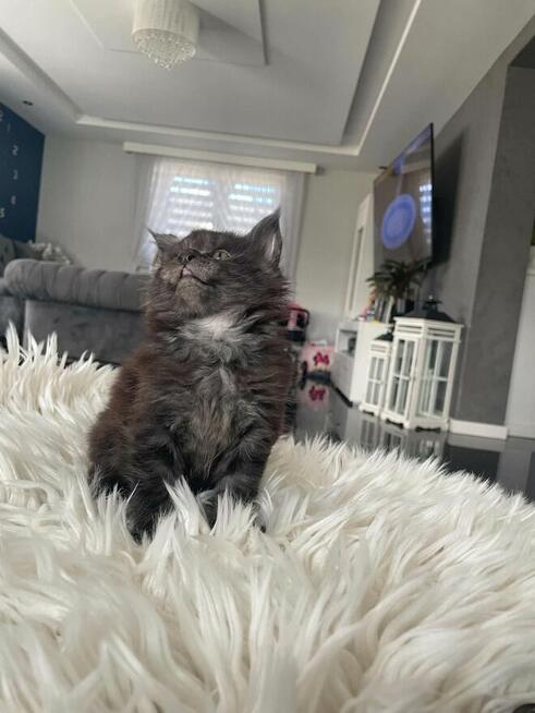 Ares kocurek Maine Coon