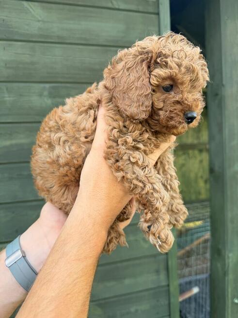 Piękny piesek Cavapoo