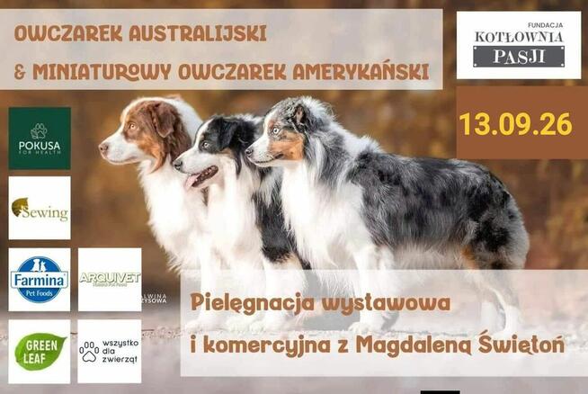 Szkolenia dla groomerów