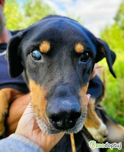 FIGARO - niewidomy psiak za kratami schroniska, ADOPTUJ!