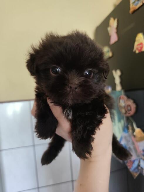 S H I H TZU