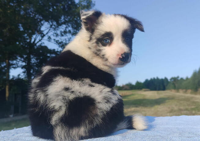 Prześliczna Suczka BORDER COLLIE - pełna dok. super rodzice