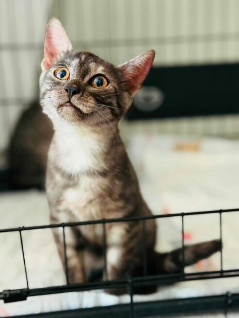 Pilne!! Piękny ok 4 mc Sfiksik czeka na adopcję Celestynów