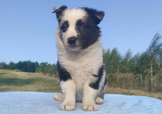 Prześliczna Suczka BORDER COLLIE - pełna dok. super rodzice