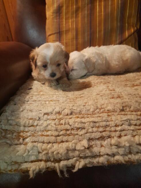 Maltipoo szczeniaki