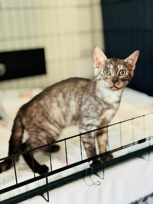 Pilne!! Piękny ok 4 mc Sfiksik czeka na adopcję Celestynów