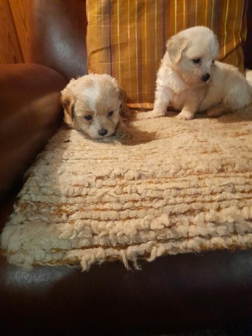 Maltipoo szczeniaki
