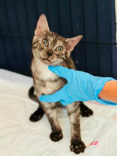 Pilne!! Piękny ok 4 mc Sfiksik czeka na adopcję Celestynów