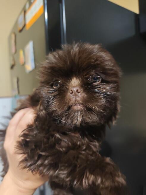 S H I H TZU