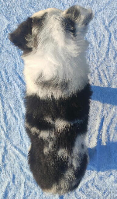 Prześliczna Suczka BORDER COLLIE - pełna dok. super rodzice