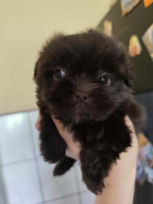 S H I H TZU