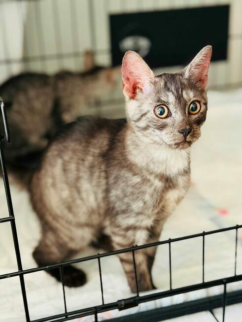 Pilne!! Piękny ok 4 mc Sfiksik czeka na adopcję Celestynów