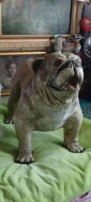 figura BULDOG ANGIELSKI XXL z żywicy wysokośc 74 z glowa 56c