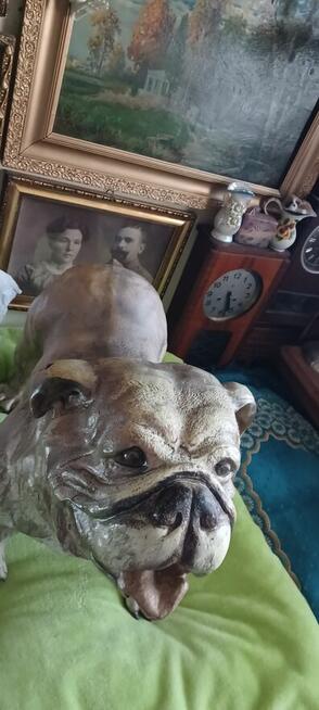 figura BULDOG ANGIELSKI XXL z żywicy wysokośc 74 z glowa 56c
