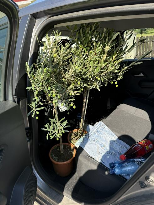 Volkswagen Golf Plus Match 1,6 TDI 105ps ŁADNY opłacony pełna opcja