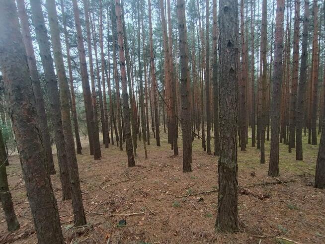 Działka leśna Gorzakiew gm. Gnojno