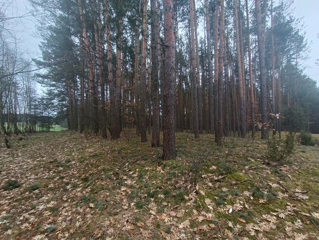 Działka leśna Gorzakiew gm. Gnojno