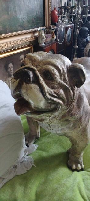 figura BULDOG ANGIELSKI XXL z żywicy wysokośc 74 z glowa 56c