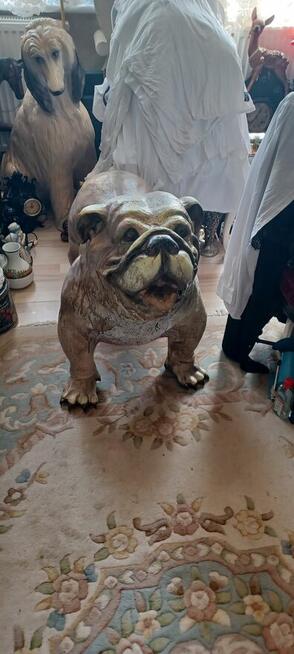 figura BULDOG ANGIELSKI XXL z żywicy wysokośc 74 z glowa 56c