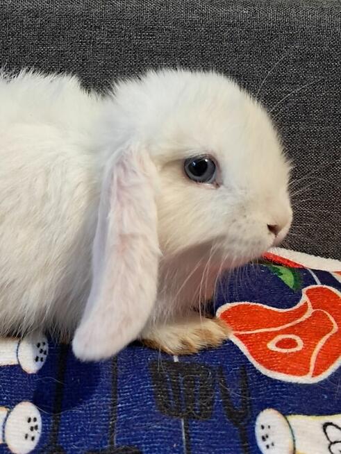 Baranki mini lop niebieskie