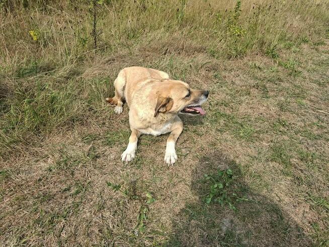 Kochana proludzka sunia poleca się do adopcji
