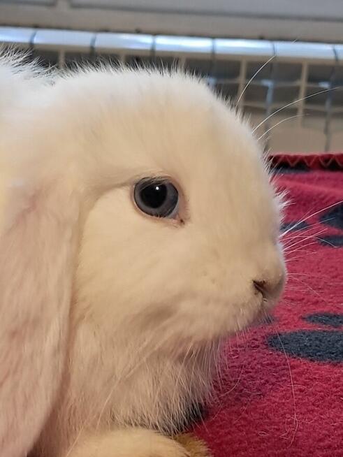 Baranki mini lop niebieskie