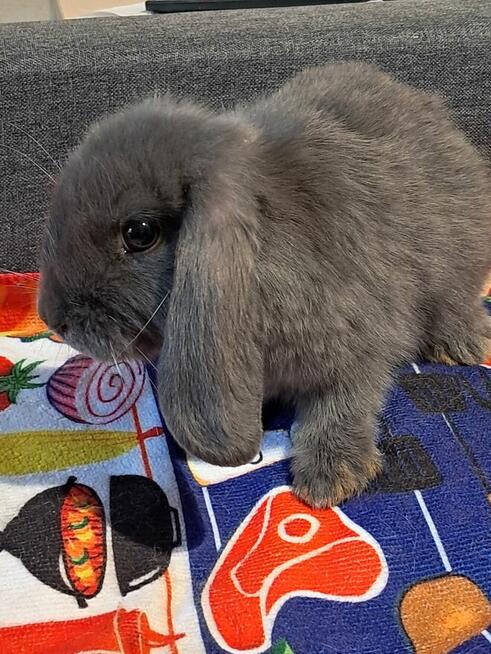 Baranki mini lop niebieskie