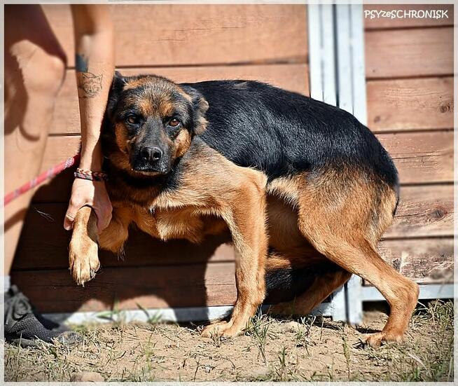 Zoja – wspaniała sunia w typie ON od 3 lat w schronisku