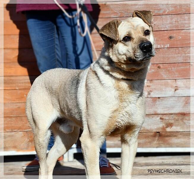 Gryf – kocha działać z człowiekiem, klatka zabiera mu życie