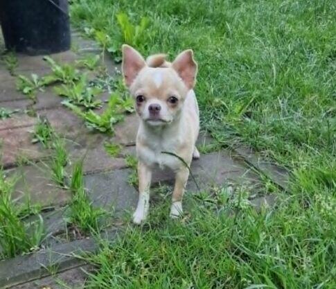 Chihuahua śliczna kremowo biała suczka