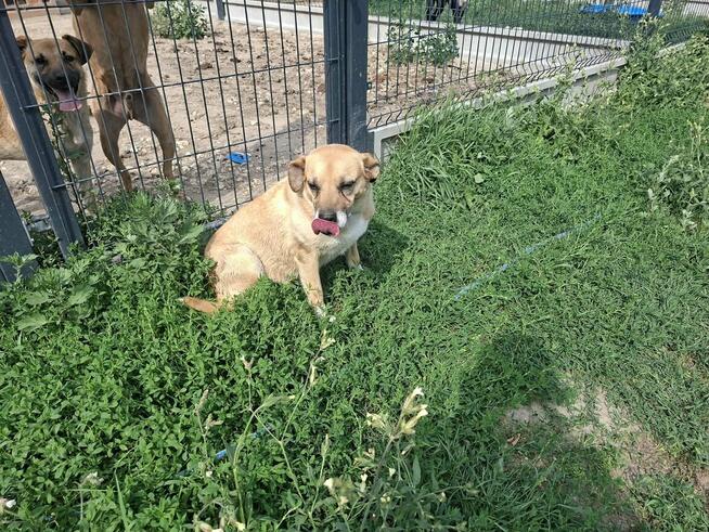 Kochana proludzka sunia poleca się do adopcji